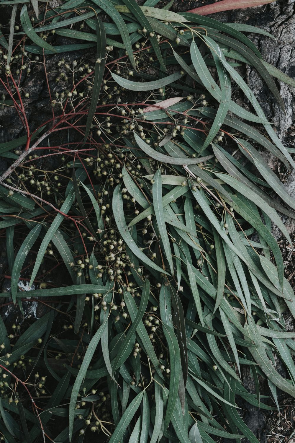 Eucalyptus leaves and seed pods resting against tree bark