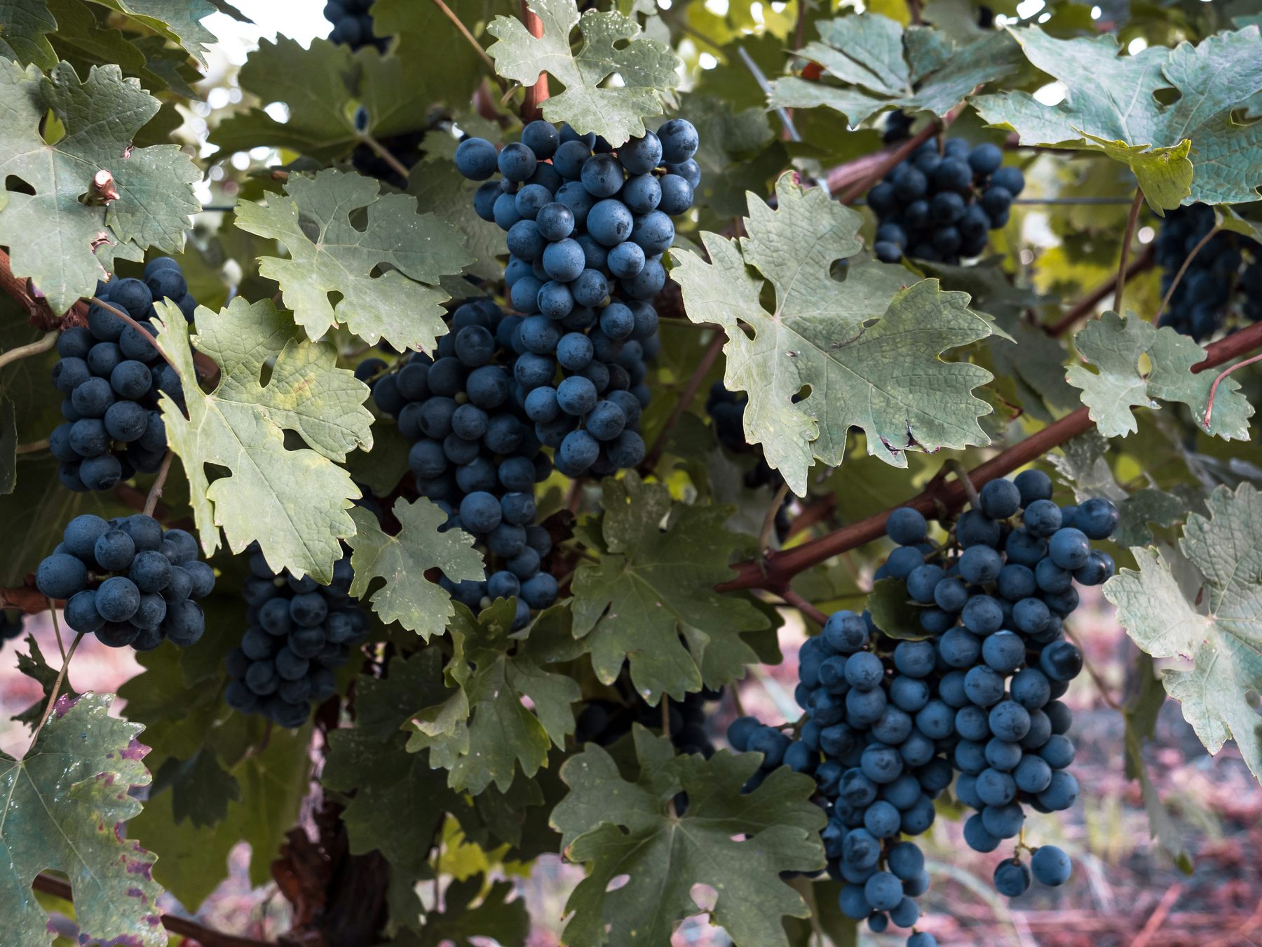 Ripe dark grapes hanging on the vine among green leaves