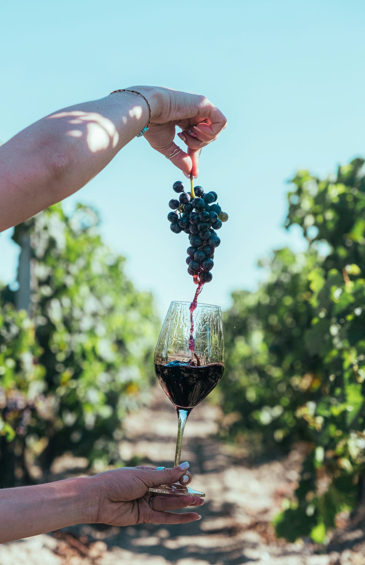 Wine poured into a glass beneath a bunch of dark grapes in a sunlit vineyard
