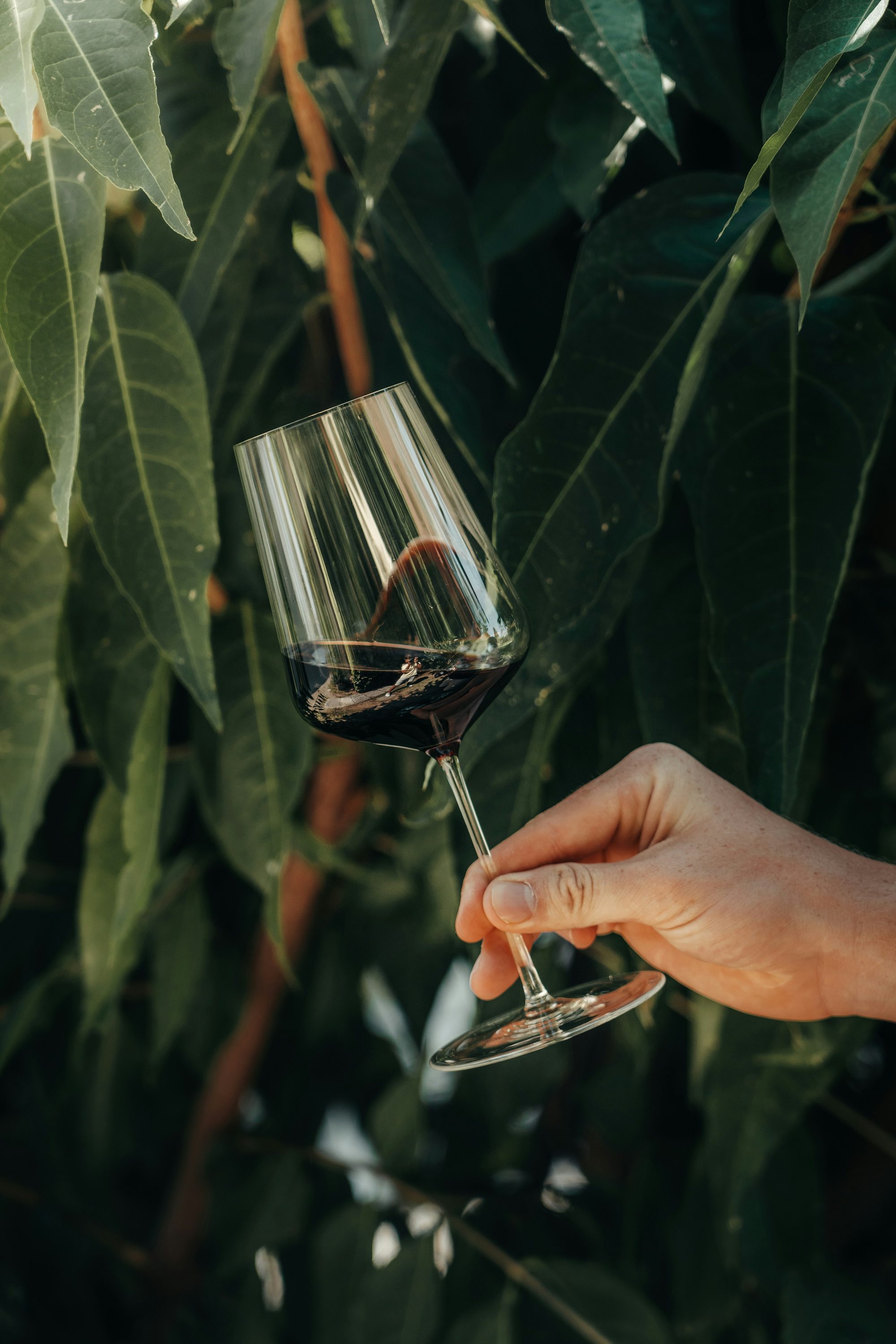 A glass of red wine held against dark vine leaves in evening light
