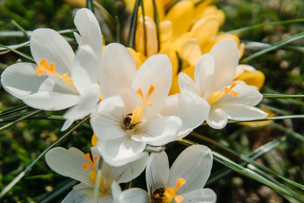 White crocus flowers opening in spring sunlight