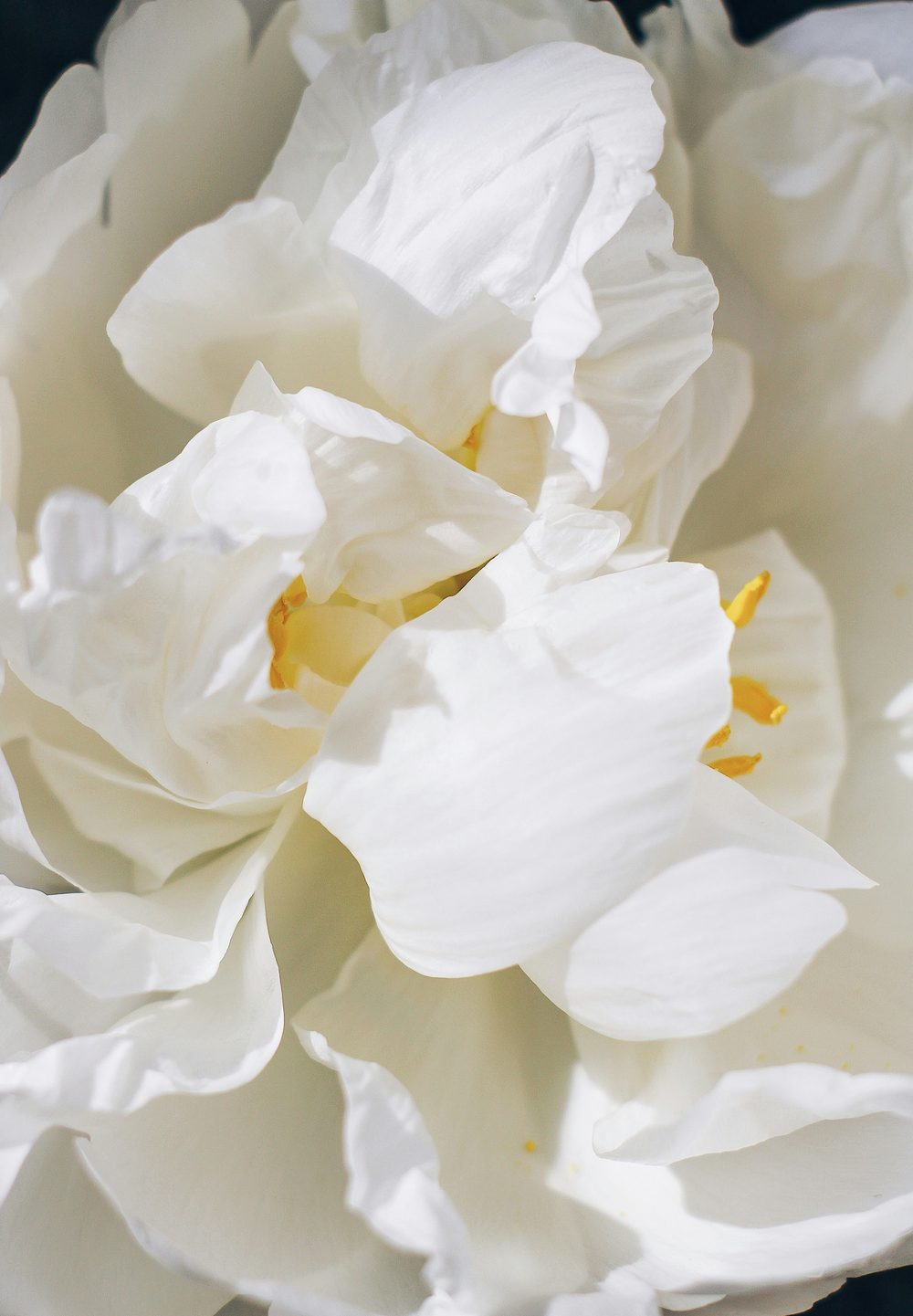 Close-up of white peony petals